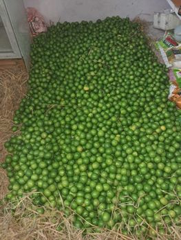 Lemon, Guava - Sree Murthy Vinayagar Traders & Services - India