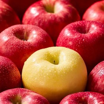 Wholesale OEM Preserved Fresh Red Delicious Star Full Blush FUJI Apple - Shandong Yuchuan International Trade Co., Ltd. - China