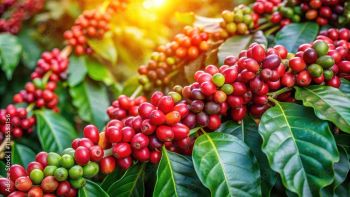 Coffee AREBICA - organic from Ethiopia Raw & Roasted from ETHIO DAMEK ENGINEERING & TRADING PLC Coffee AREBICA - organic from Ethiopia Raw & Roasted - ETHIO DAMEK ENGINEERING & TRADING PLC - Ethiopia