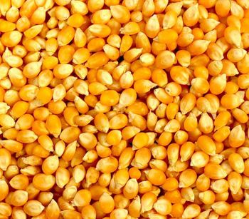 Top Quality Wholesale Price Yellow Corn High Quality Yellow Maize Corn for Animal Feed Supplier - GENERAL WHOLESALER LTD - United Kingdom