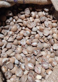 High Quality Raw Betel Nuts Carefully Packed Fresh Natural Product Ideal For Wholesale Buyers And Retail Stores from CPW TRADE LTD High Quality Raw Betel Nuts Carefully Packed Fresh Natural Product Ideal For Wholesale Buyers And Retail Stores - CPW TRADE LTD - United Kingdom