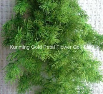 Hot Sell Decorative Planes Fresh Cut Leaves Asparagus Model NO. 043 Origin Kunming Type Asparagus Material Nature Style - Kunming Gold Petal Co., Ltd. - China