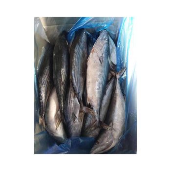 Wholesale frozen bonito fish bulk supply low price high quality ocean fish - BMU TRADING GMBH - Germany
