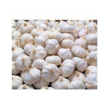 Fresh garlic for making sauces pickles and spice blends Organic fresh garlic produced without chemicals or additives Fresh garlic with high nutritional value and health benefits Export quality fresh garlic packed in mesh bags for ventilation - SATTER FOOD AND BEVERAGE - Netherlands