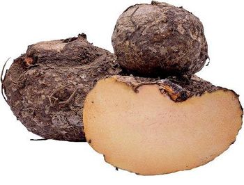 Elephant Yam - Preeti - India