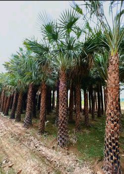 Companicia, Black Alba and silver. Both varieties available in 3 or 4 m clear trunk - Green land nursery farm and landscape company - Pakistan