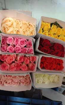 Fresh Cut Roses Grade Export Packaging Professional Harvest Frequency Daily Brand Name Govind Spiritual Flowers Source Location India's Largest Floriculture Park - Govind Spiritual Flowers - India