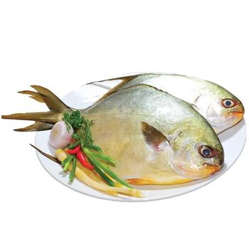 Premium quality Golden Pomfret Fish IQF origin in Vietnam at export-grade - TANIS IMPORT & EXPORT COMPANY LIMITED - Vietnam