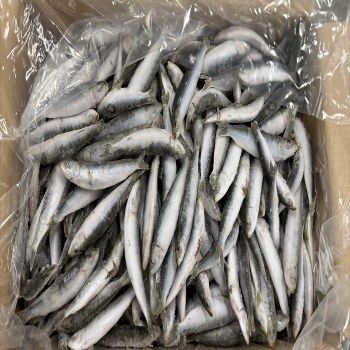Wholesale Frozen Whole Sardine Fish Fresh Seafood Option For Importers Retailers Restaurants - TRADECENTRIC LLC - United States