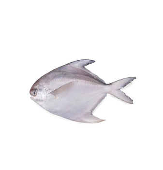 Frozen Silver White Pomfret Whole Fish For Sale Cut Other Freshness Level Frozen Degree of Processing Other Features No Artificial Flavors, No Preservatives, Organic - Exigentelaxia Unipessoal Lda - Portugal