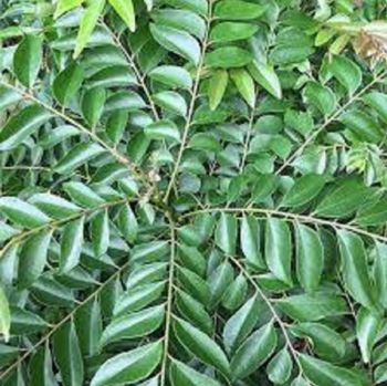 Curry Leaves -  Sanjaya Trading Services Exports Private Limited  - India