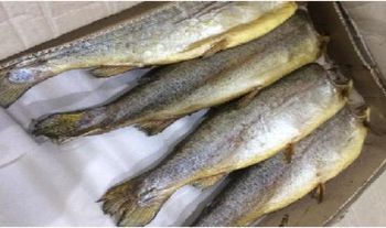 Cold Smoked Trout headless carcass 1 kg + gutted (c) without packaging per 1 kg - MAXIFISH LLC - Lithuania