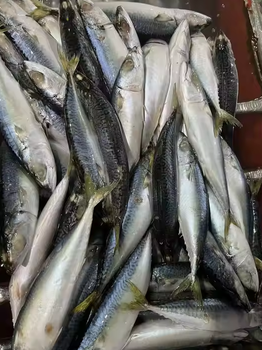 Mackerel Weight (kg) - PT INANIA KARYA BERSAMA - Indonesia