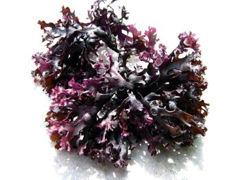 Irish Seamoss Chondrus Crispus from Perú-WPS
