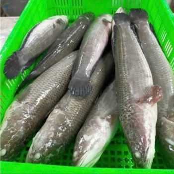 Frozen Snakehead Fish -  Huvy Export Import Co., Ltd.  - Vietnam