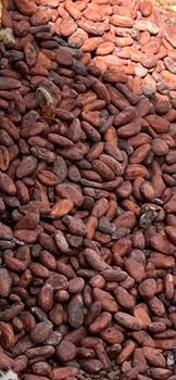 Cacao Consistency Guaranteed Flavor Profile Fine-flavor Traceability Fully - Warehouse  - Guinea
