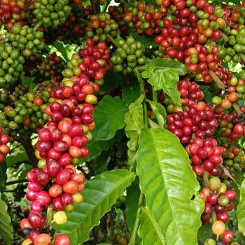 Premium Robusta Coffee Beans | Green Coffee Beans | Wholesale & Export Supply - CHHC AGR0-CHEMICAL PRODUCTS WHOLESALING - Philippines