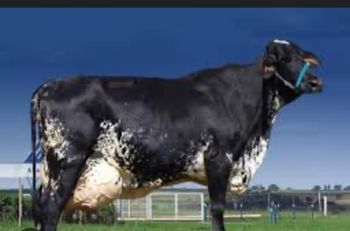 Pregnant Heifers (Brazil) - ever trust global - Brazil