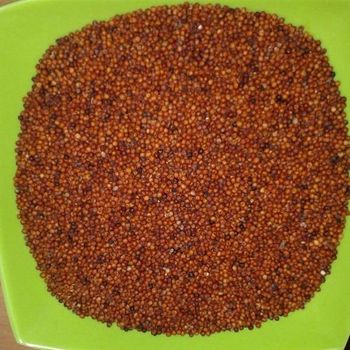 High demand finger millet bulk order natural ragi fast shipment - HIGHPROFILE AGRICULTURE SERVICES LIMITED - Tanzania