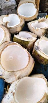 Fresh coconut – product photo, Fresh Coconut Water products found from trusted suppliers, wholesalers, manufacturers & exporters Listing