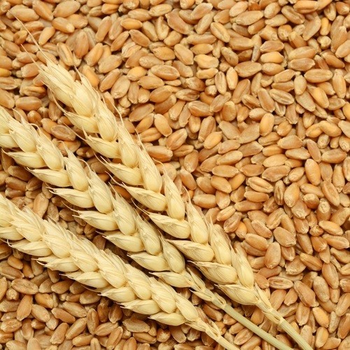 Bulk Export Ready Pure Natural Malted Barley for Animal Feed at Competitive Price Premium Quality Malted Barley for Sale - HA-Paletten service UG - Germany