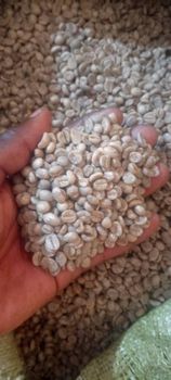 Coffee beans, Geisha - KENVIL ENTERPRISE - India