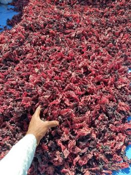 Dried hibiscus flower from Lady v international exports Dried hibiscus flower - Lady v international exports - Nigeria
