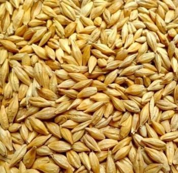 High-Quality Barley – For Food, Malt, and Feed Applications Grade A Purity ≥ 98% Origin Brazil Moisture ≤ 13% Admixture ≤ 1% - jbssa - Brazil