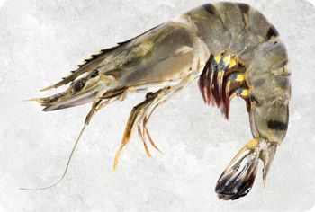 Frozen Black Tiger Shrimp Supplier From Vietnam - Food Link VN Co., LTD - Vietnam