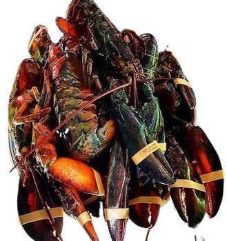 Hot Selling Seafood Fresh and Frozen Lobster, Lobster Tails For Sale - ventures - Canada