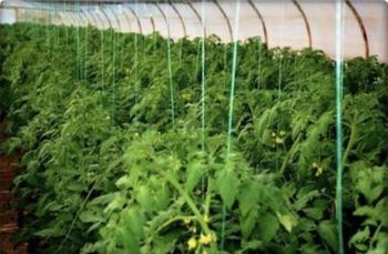 Greenhouse Twine | PP Greenhouse Support Twine - Aria Greenhouse Co - Oman