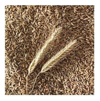 Wholesale Supplier Of Bulk Fresh Stock of Organic Rye Grains  -  CALIPSO POLSKA SP Z OO  - Poland