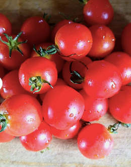 Wholesale Supplier of Fresh Tomato / Cheap Fresh Tomato. Fresh Tomato For Sale. Free Shipping Worldwide - Almaa SCS - Belgium