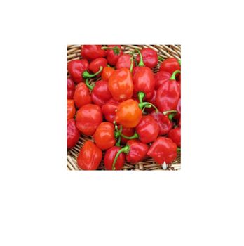 Wholesale custom private label yellow 25kg 25 tons 15days fresh habanero peppers capsicum habanero peppers for sale - TIFFANY ANDERSON GROUP PTY LTD - South Africa
