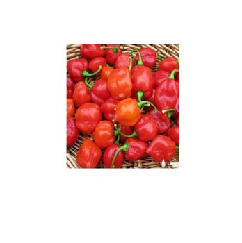 Wholesale custom private label yellow 25kg 25 tons 15days fresh habanero peppers capsicum habanero peppers for sale - TIFFANY ANDERSON GROUP PTY LTD - South Africa