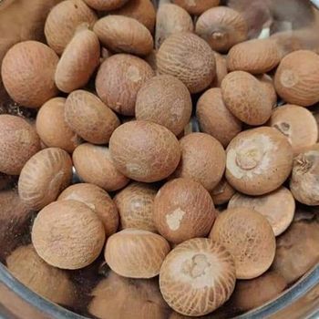 Affordable Dried Betel Nuts Bulk Pack Wholesale Areca Nuts for Chewing Traditional Use and Trading from A.C.P. AGRICULTURE COMPANY LIMITED Affordable Dried Betel Nuts Bulk Pack Wholesale Areca Nuts for Chewing Traditional Use and Trading - A.C.P. AGRICULTURE COMPANY LIMITED - Thailand