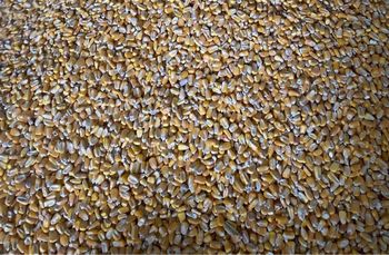 CORN / MAIZE / MAIZ 14163