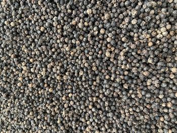 Black Pepper – product photo, Refined Black Pepper products found from trusted suppliers, wholesalers, manufacturers & exporters Listing