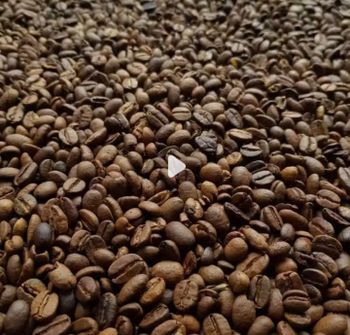 Black Coffee Roasted Beans Grade 1 - PT. Hasan Berkah Perkasa HABEP - Indonesia