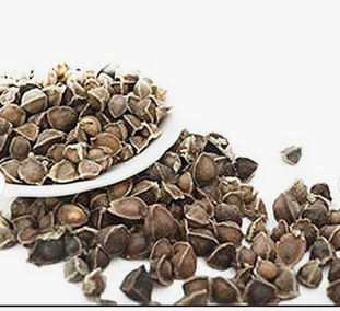 Moringa Oleifera Seeds, Moringa seeds PKM 1, Moringa Seed PKM 2, Moringa Seeds. free shipping worldwide. fast delivery - Almaa SCS - Belgium