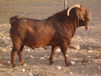 Wholesale Kalahari Goats Superior Meat Breed Goats for Sustainable Livestock For Bulk Export Worldwide from Summit Industrial LLC Wholesale Kalahari Goats Superior Meat Breed Goats for Sustainable Livestock For Bulk Export Worldwide - Summit Industrial LLC - United States