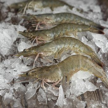 Frozen Hoso Shrimp Whole Round Seafood Processed Under Strict Quality Controls For Seafood Distribution Markets - TOSOH INTERNATIONAL - South Africa