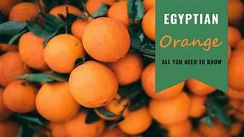 VALENCIA AND NAVEL ORANGES - Dervish Mehmet - United Kingdom