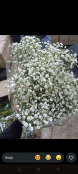 Gypsophila - Eliel's Flora group - Kenya