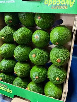 premium hass avocado - AVO PLUS COMPANY LIMITED - Tanzania