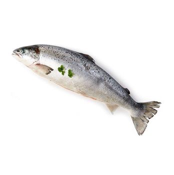 Salmon Fish Frozen Fillet Fresh And Frozen Atlantic Salmon Fish/Whole Frozen Salmon/Salmon Head For Sale -  CALIPSO POLSKA SP Z OO  - Poland
