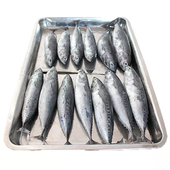 Frozen Skipjack Tuna Fish 98% Clean Processed Catch With Reliable Cold Storage Handling For Bulk Seafood Buyers - TOSOH INTERNATIONAL - South Africa