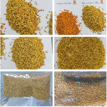 Bee Pollen Purity 100% Pure And Natural Types Mixed Bee Pollen, Sunflower Bee Pollen, Rapeseed Bee Pollen, Tea Pollen Packaging 1kg Or 5kg Per Foil Bag, 25kg Per Carton, Customized Packaging - Henan Super-sweet Biotechnology Co., Ltd - China