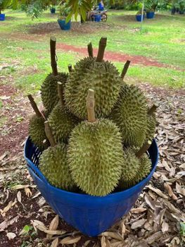 Durian - Gold Northern Fruit 88 Co., Ltd. - Thailand