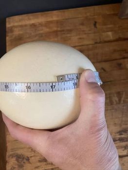Ostrich Eggs Premium Agriculture Products please whatsap +255787979235 - AL JABLI TRADING COMPANY LIMITED - Tanzania
